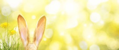 Tavşanlı Paskalya kompozisyonu. Şenlik dekorasyonu. Mutlu Paskalyalar.