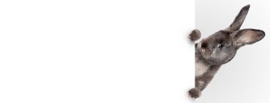 Tavşanlı Paskalya kompozisyonu. Şenlik dekorasyonu. Mutlu Paskalyalar.