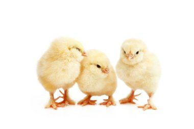 Tavuklu bir Paskalya süsü. Güzel bir hatunla Paskalya tatili konsepti.