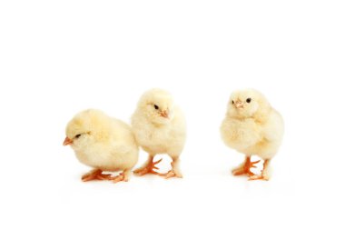 Tavuklu bir Paskalya süsü. Güzel bir hatunla Paskalya tatili konsepti.