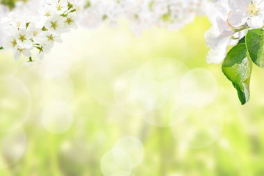 Kopyalama alanı olan bahar afişi arkaplanı.