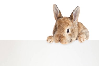 Tavşanlı Paskalya kompozisyonu. Şenlik dekorasyonu. Mutlu Paskalyalar.