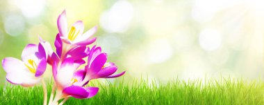 Karda büyüyen güzel timsahlar. İlk bahar çiçekleri