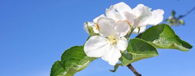 Çiçek açan ağaçlı güzel doğa sahnesi.