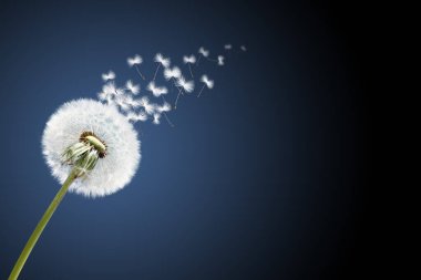 Siyah arkaplanlı güzel rüya gibi bir bahar.