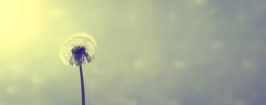 Karahindiba ile güzel rüya gibi bahar doğası arka planı