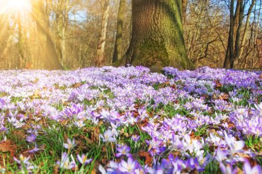 Karda büyüyen güzel timsahlar. İlk bahar çiçekleri