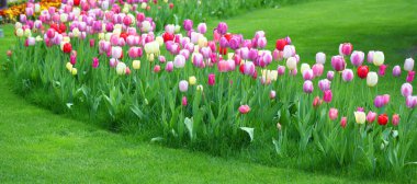 Bahar kutlaması konsepti. Kadınlar Günü için tebrik kartı.