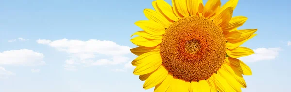 Close-up of fresh sunflower against clear blue sky