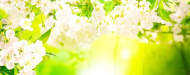 Çiçek açan ağaçlı güzel doğa sahnesi.