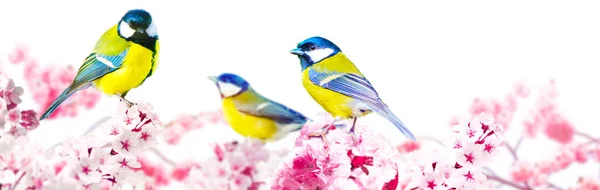 Konzept Von Vogelliebhabern Und Vogelbeobachtung Eine Schönheit Der Umgebenden Natur — Stockfoto