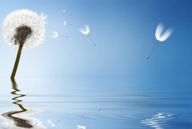 Karahindiba ile güzel rüya gibi bahar doğası arka planı