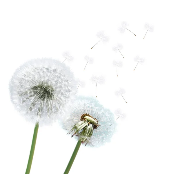 Schöne Sommerblumen Wind — Stockfoto