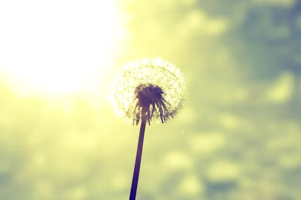 Beautiful Dreamy Spring Nature Background Dandelion — Stock Photo, Image