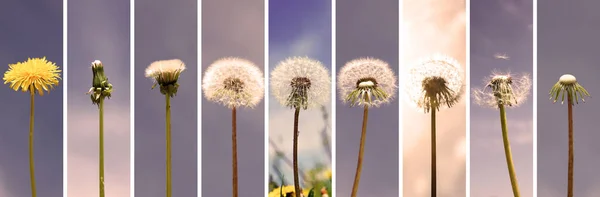 Mooie Dromerige Lente Natuur Achtergrond Met Paardebloem — Stockfoto