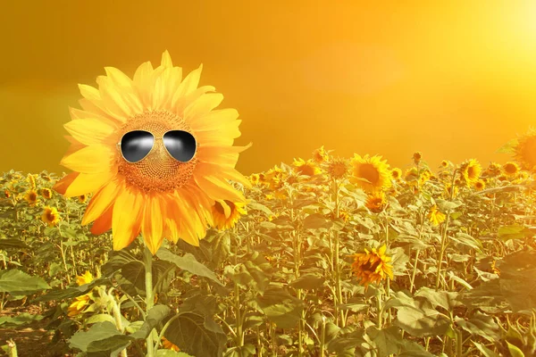 Tournesol Portant Des Lunettes Soleil Avec Champ Tournesol Sur Ciel — Photo