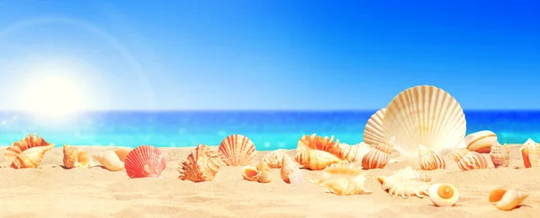 Seashells Seashore Beach Holiday Background — Stock Photo, Image