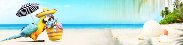 Parrot Sandy Beach Sea Beach Holiday Background — Stock Photo, Image