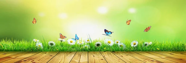 Flying Butterfly Spring Morning Panoramic View — Stock Photo, Image