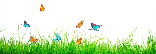 Mariposa Voladora Mañana Primavera Vista Panorámica — Foto de Stock