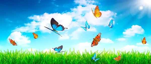 Flying Butterfly Spring Morning Panoramic View — Stock Photo, Image