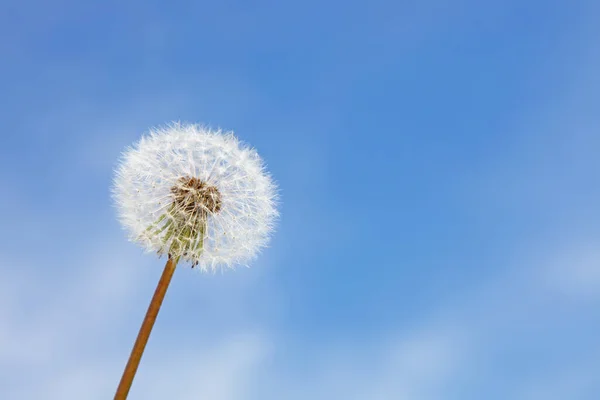 Mooie Dromerige Lente Natuur Achtergrond Met Paardebloem — Stockfoto