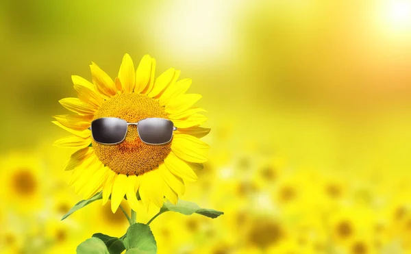 Girassol Usando Óculos Sol Com Campo Girassol Sobre Céu Azul — Fotografia de Stock