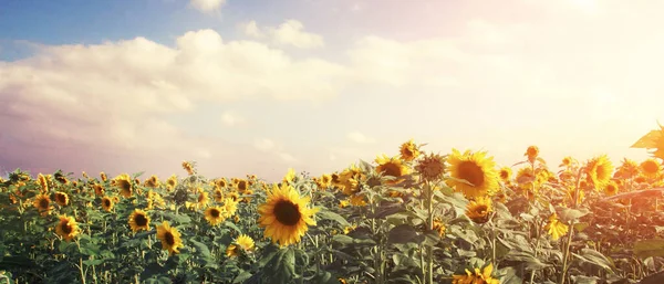 Close-up of fresh sunflower against clear blue sky