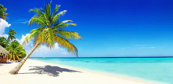 Palme Sulla Spiaggia Sabbia Tropicale Idilliaca Vuota — Foto Stock