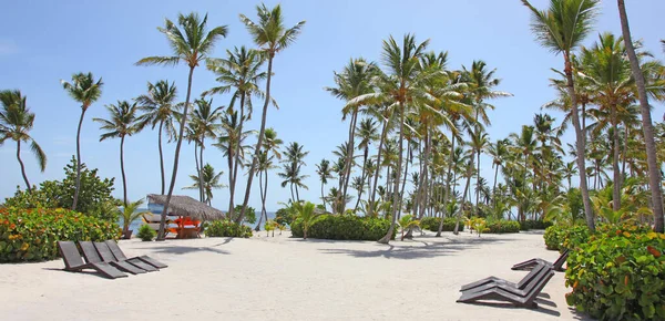 Palme Sulla Spiaggia Sabbia Tropicale Idilliaca Vuota — Foto Stock