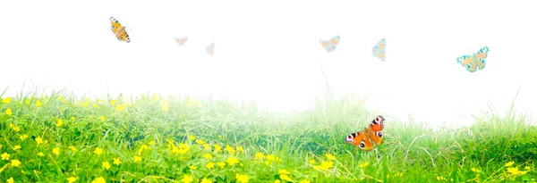 Mariposa Voladora Mañana Primavera Vista Panorámica — Foto de Stock