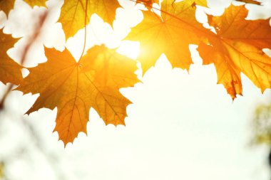 Sarı ve kırmızı yapraklı güzel sonbahar arkaplanı.