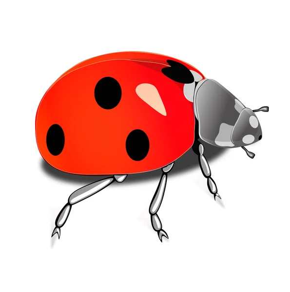 Ladybug on white background — Stock Photo, Image