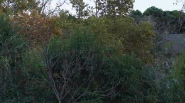 Zaragoza şehrinde rüzgarla savrulan ağaçlar, rüzgarla savruluyor, El Cierzo, İspanya 'nın Ebro Vadisi' nin hakim rüzgarı,.