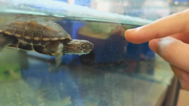 Baby Tortoise Hatchling Follows Girl Finger Fish Tank — Stock videók