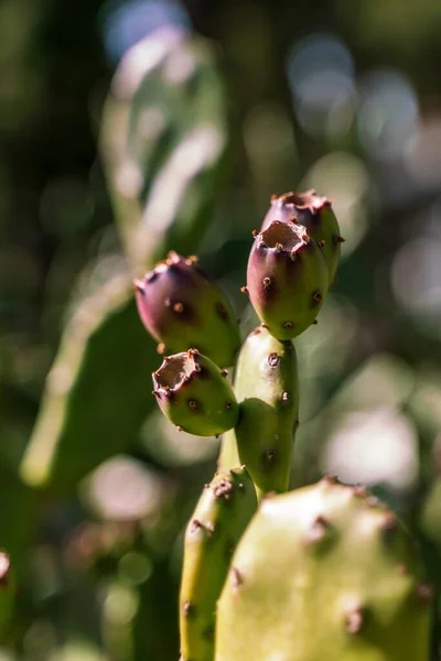 Detalle Una Opuntia Ficus Indica — Foto de Stock