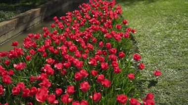 Bir bahar günü Zaragoza 'daki Jose Antonio Labordeta parkında kırmızı laleler.