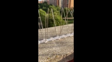 Güvercinleri ve terasın duvarına yerleştirilmiş diğer kuşları püskürtmek için çelik çivileri gösteren dikey bir video. Haşere kontrolü için çivi ya da çivi.