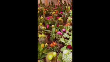 Renkli çiçeklerle birlikte küçük kaktüslerden oymalı dikey bir resim.