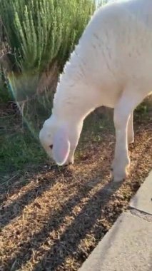 Genç kuzu vahşi doğada otluyor.