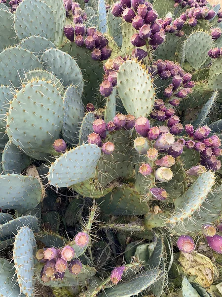 Detalle Opuntia Ficus Indica Conocido Entre Otros Nombres Como Nopal — Foto de Stock