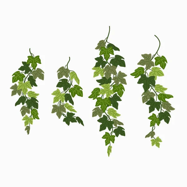 Viñas de hiedra, hojas verdes de una planta enredadera aisladas sobre fondo blanco. Ilustración vectorial en estilo plano de dibujos animados. — Vector de stock