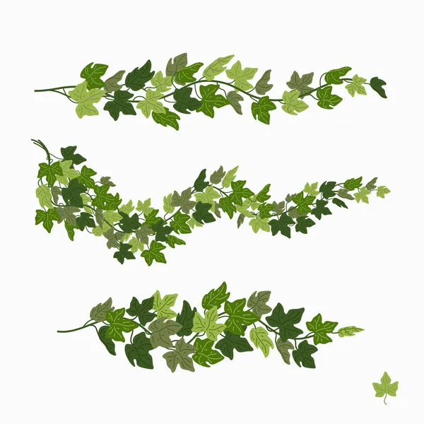 Vignes lierre, feuilles vertes d'une plante rampante isolée sur fond blanc. Illustration vectorielle en style dessin animé plat. — Image vectorielle