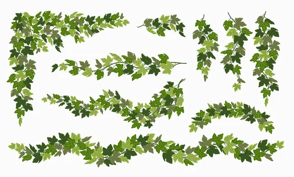 Ivy vines set, various green creeper plant isolated on white background. Vector illustration in flat cartoon style. — Stock Vector