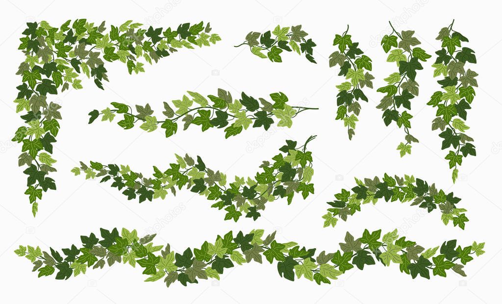 Ivy vines set, various green creeper plant isolated on white background. Vector illustration in flat cartoon style.