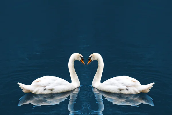 Two white swan — Stock Photo, Image