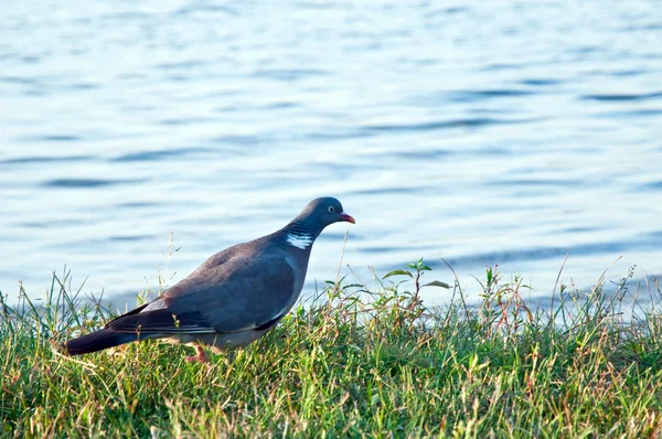 ウッドピ ジョンします。(コルンバ palumbus) — ストック写真