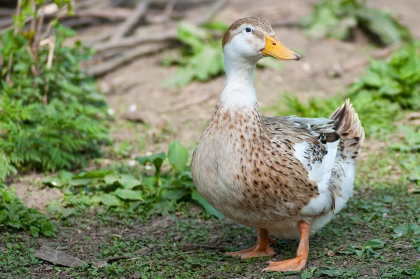 Tavukçuluk ördek bahçesine