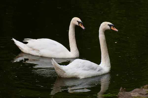 Knobbelzwaan op water — Stockfoto