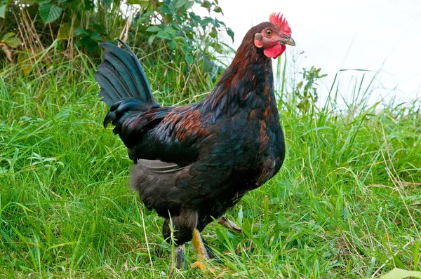 Rooster in the meadow — Stock Photo, Image